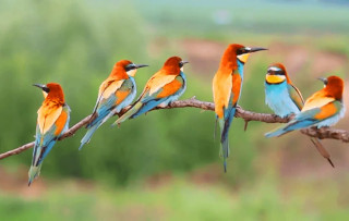 आजदेखि चरा गणना हुने 