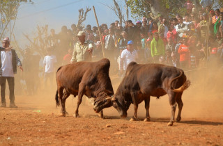 नुवाकोट तारुकामा आगामी माघ १ र २ मा २८ हल गोरु जुधाइने
