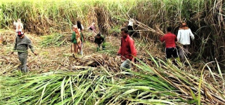 उखुको समर्थन मूल्य लागतभन्दा थोरै तोेकेको भन्दै किसानको असन्तुष्टि