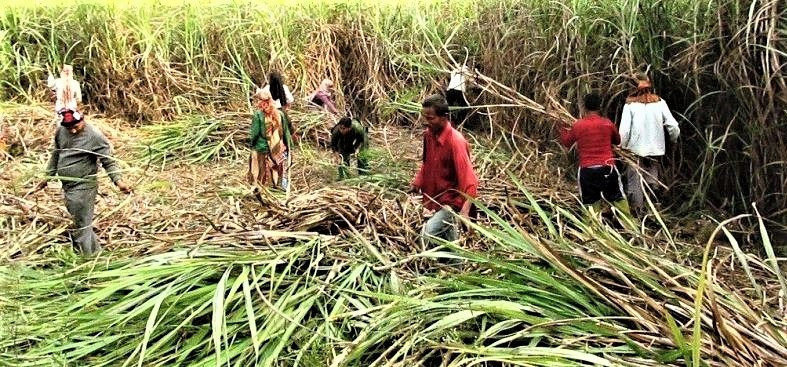 उखुको समर्थन मूल्य लागतभन्दा थोरै तोेकेको भन्दै किसानको असन्तुष्टि