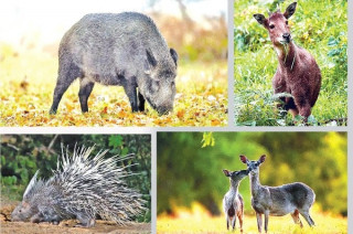 तराईका जन्तु पहाड उक्लनु खतराको घण्टी