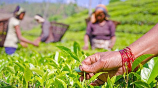 ३७ भन्दा बढी मुलुकका पराखीको धीत मार्दै नेपाली चिया