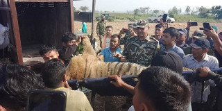 २२ घण्टापछि पाटेबाघ नियन्त्रणमा, बेपत्ता महिलाको शव फेला