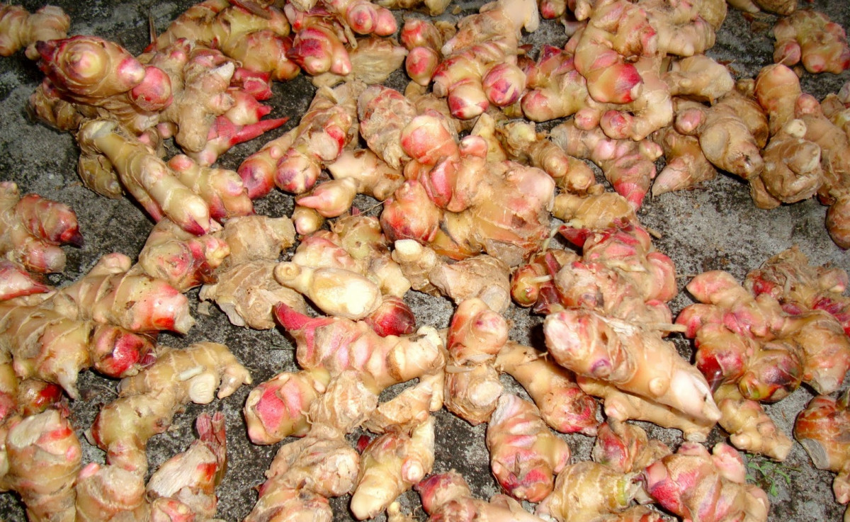 अदुवाको निर्यात १०५ प्रतिशतले वृद्धि