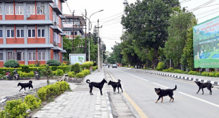 सिंहदरबारभित्र कुकुरको बिगबिगी