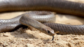 विषालु सर्पले डस्दा बैतडीमा एकजनाको मृत्यु 
