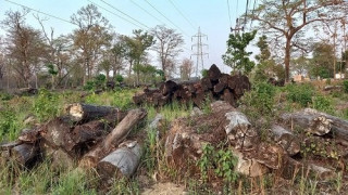 हरेक वर्ष काठको आयात दोब्बरभन्दा बढी