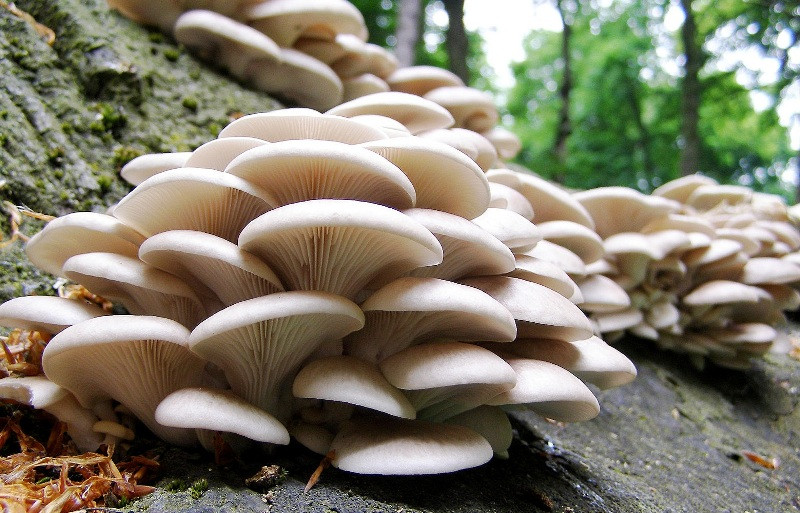 जङ्गली च्याउ खाएर आमाछोराको मृत्यु