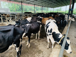 गाईको मासु तस्करी : गोरक्षक समूहद्धारा एक व्यक्तिको कुटेर हत्या, १० पक्राउ