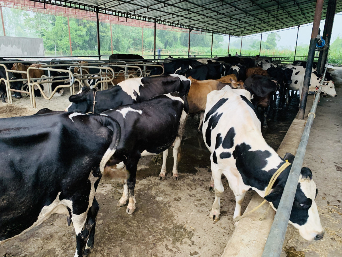 गाईको मासु तस्करी : गोरक्षक समूहद्धारा एक व्यक्तिको कुटेर हत्या, १० पक्राउ
