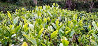 नेपालमै पहिलो पटक चिया प्रविधि पढाइको तयारी