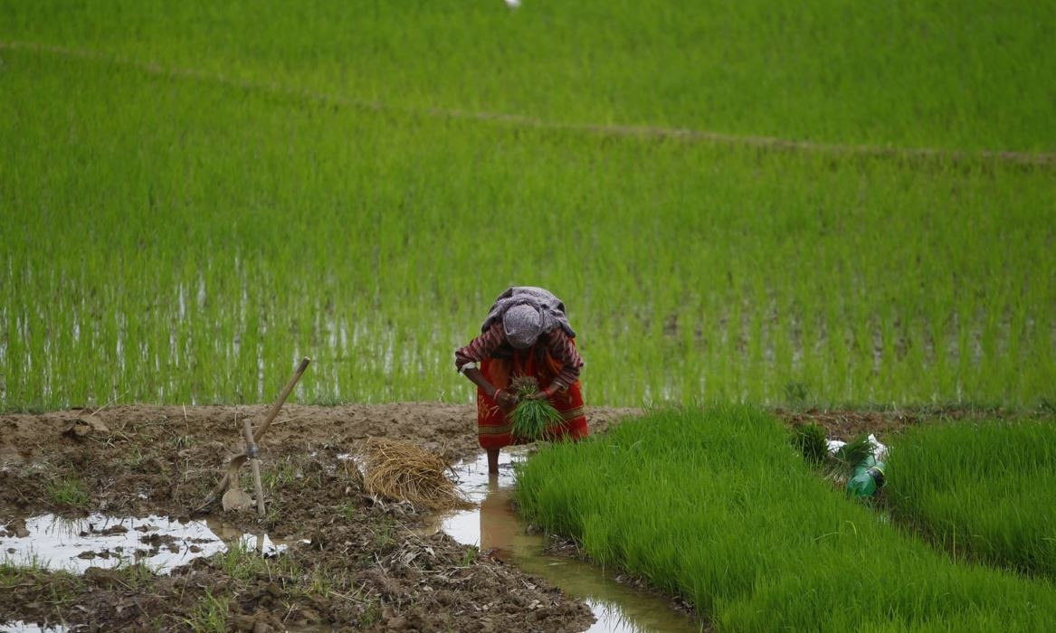 देशभर हालसम्म ५३ प्रतिशत रोपाइँ सम्पन्न