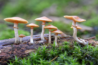 बैतडीमा विषालु च्याउ खाँदा ५ जना बिरामी 