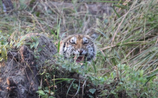 बाघको संख्यामा तेब्बर वृद्दि  व्यवस्थापनमा समस्या