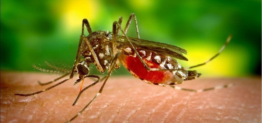 डेंगुको उपचार रोकथाम तथा नियन्त्रण  निर्देशिका अनुसार गर्न इडिसिडीको निर्देशन
