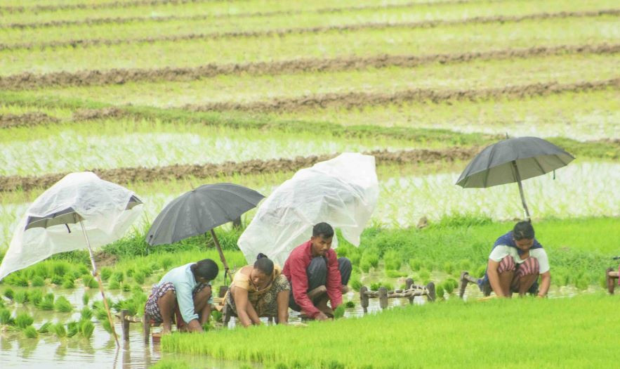 लामो समय पछिको  बर्षाको कारण किसानलाई राहत