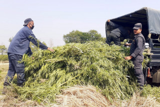 ठुलो परिमाणमा लगाइएको गाँजा खेती प्रहरीद्वरा  नष्ट