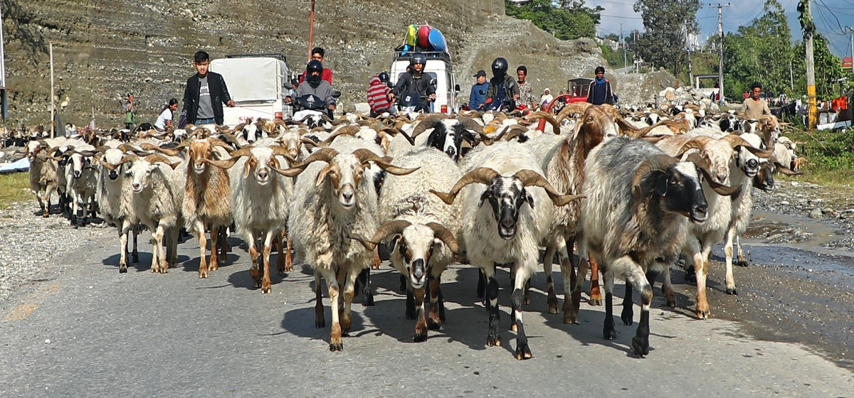 भित्रियो   दसैँका लागि च्याङ्ग्रा