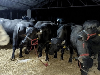 मुर्रा राँगा साढे चार घण्टा रोकिए भन्सारमा