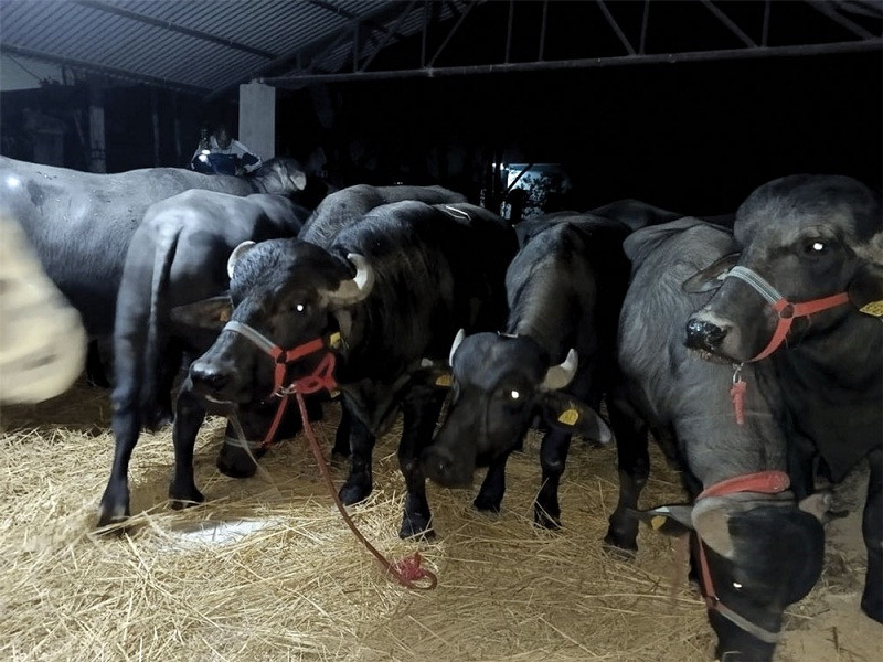 मुर्रा राँगा साढे चार घण्टा रोकिए भन्सारमा