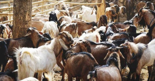 दसैँ नजिकिएसँगै खसीबोकाको किनबेच सुरु