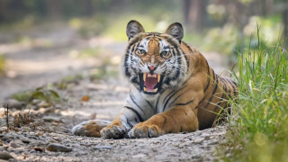 पासो थाप्ने सिकारी नै बने बाघको सिकार
