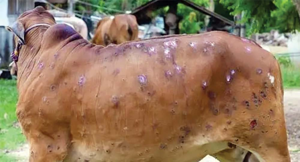 ६ प्रदेशका पच्चिस जिल्लामा ‘लम्पी स्किन’, एक अर्ब तिस करोडको क्षति