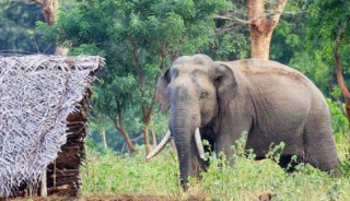 हात्तीको आक्रमणबाट एक महिलाको मृत्यु